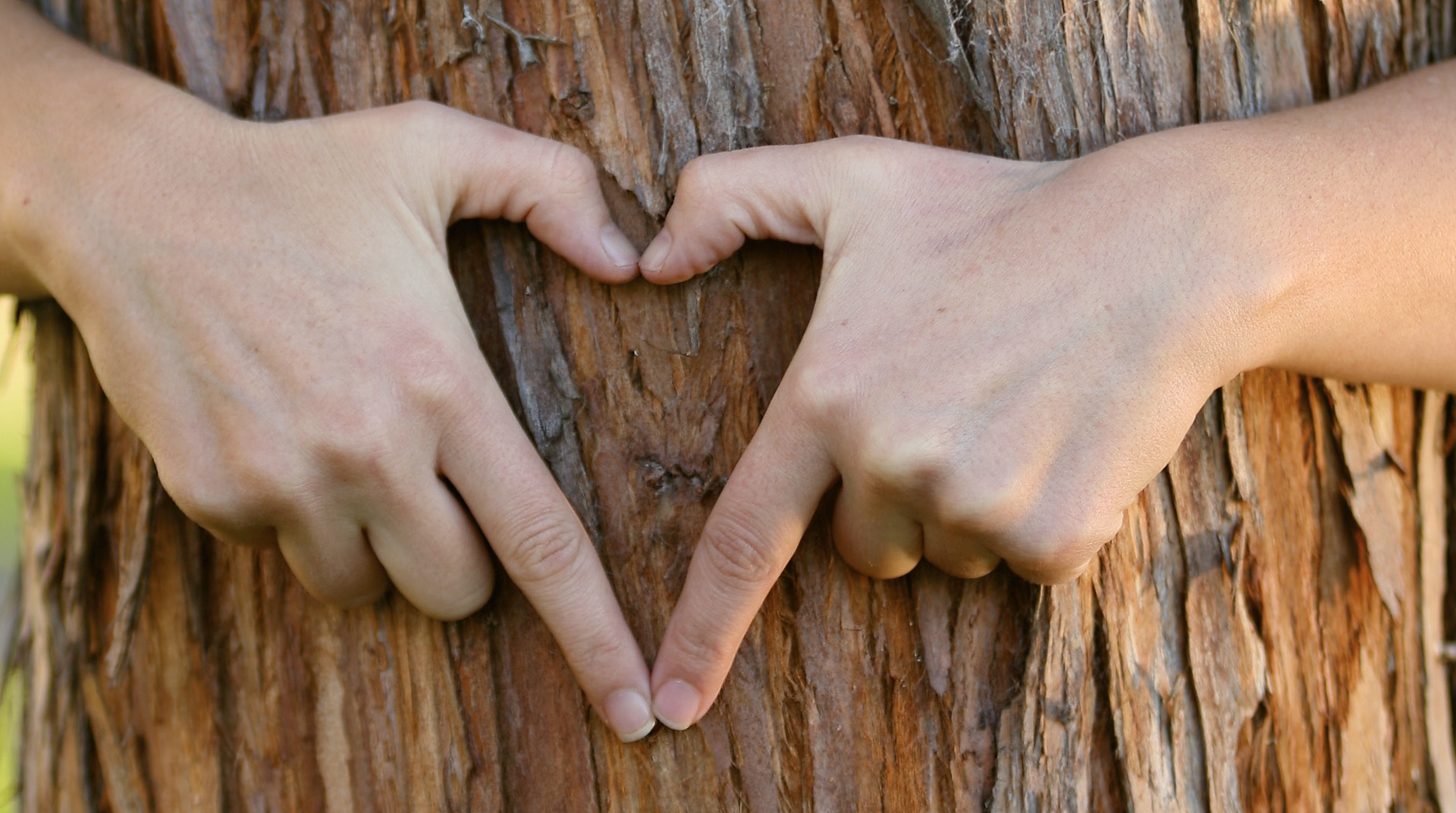 Eine Hand Bildet ein Herz vor einem Baum.